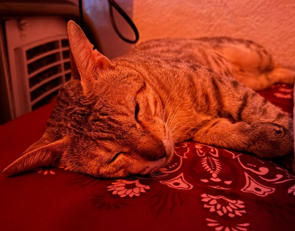 A photo of my cat.